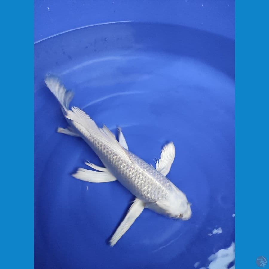 Platinum Kumpay 40CM