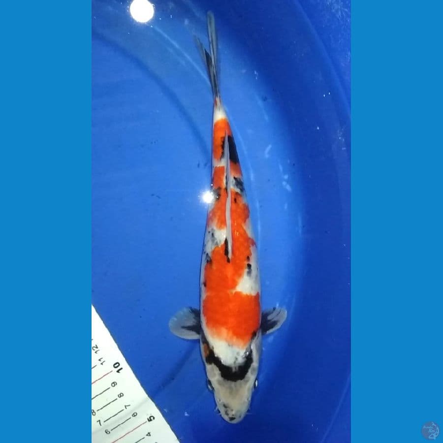 showa 30cm male
