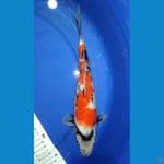 showa 30cm male