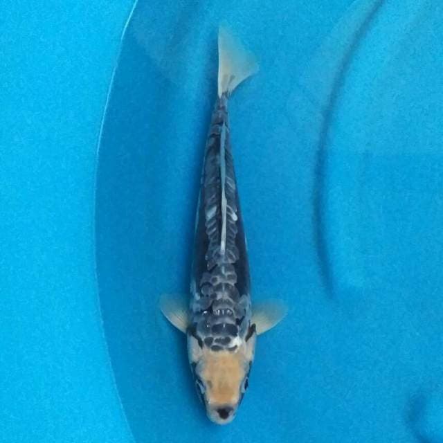Black Kawarimono