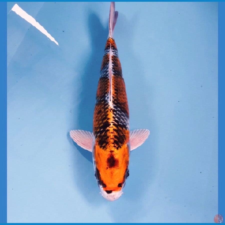 kujaku, 27 cm