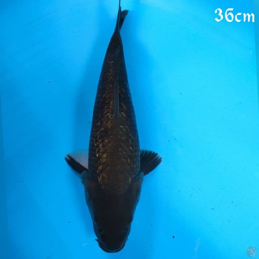 BLACK CAGOI 36CM