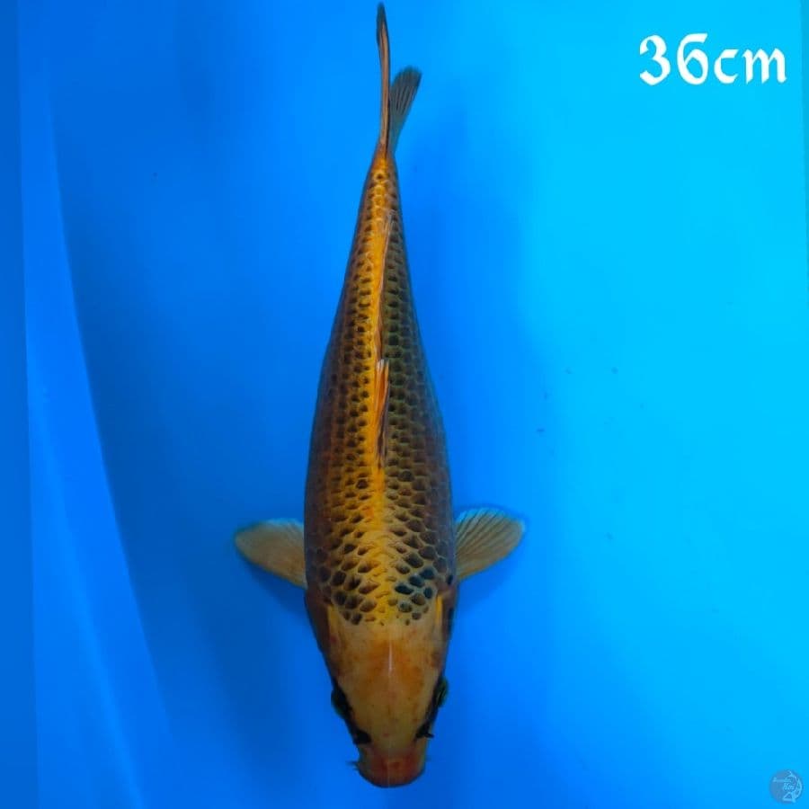 MATSUBA 36CM
