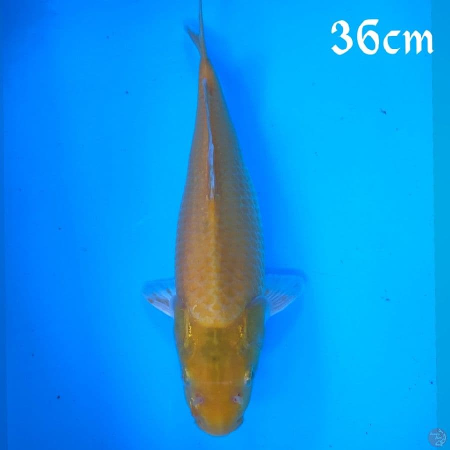 KARASI LEMON 36CM