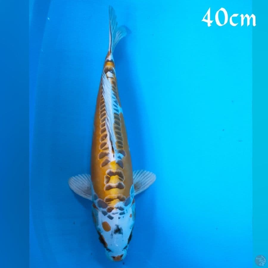 Kojaku doid 40cm