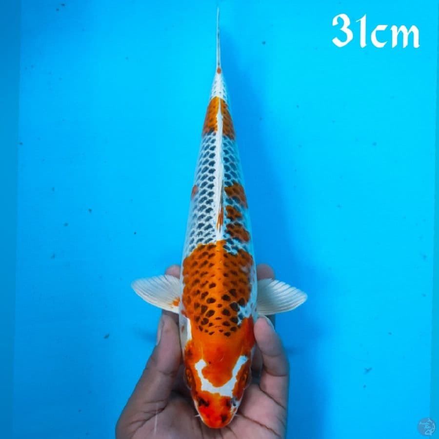 KOJAKU 31CM