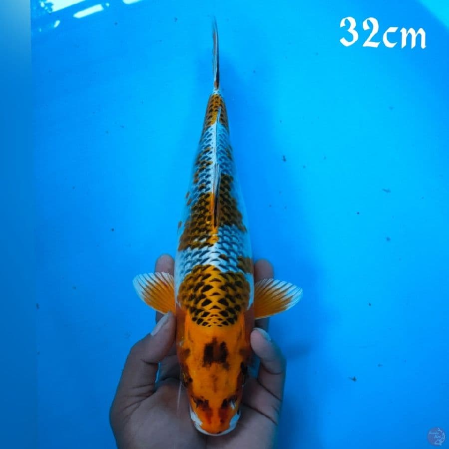 KOJAKU 32CM