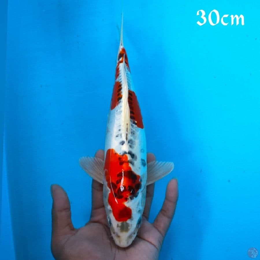 KOJAKU DOIDS 30CM