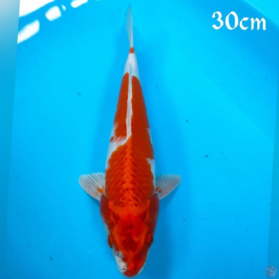 KOHAKU HIKARI 30CM