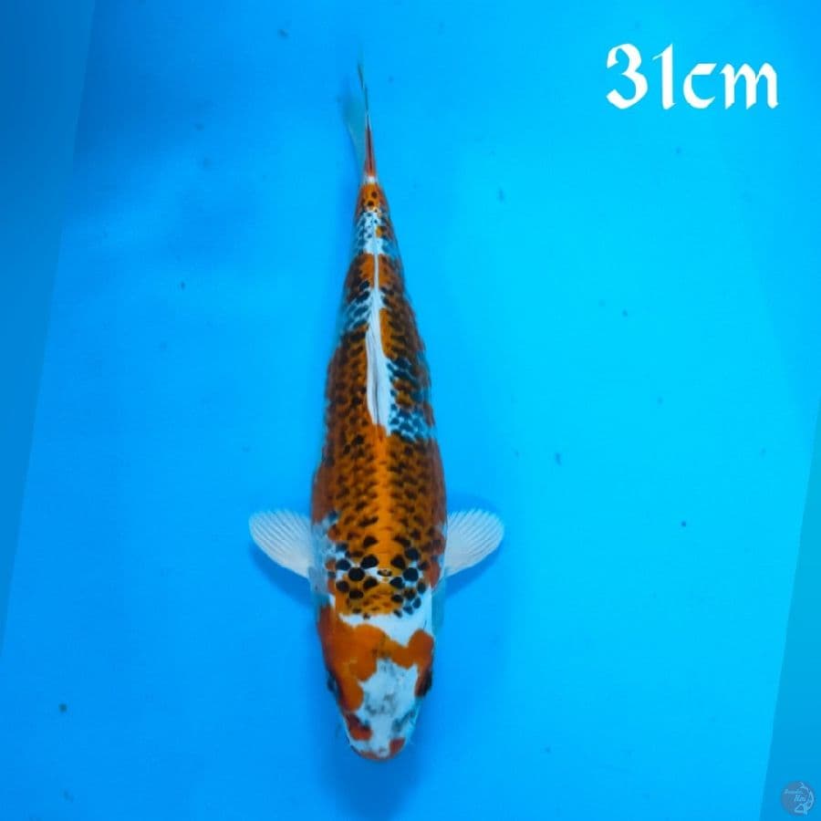 KOJAKU 31CM