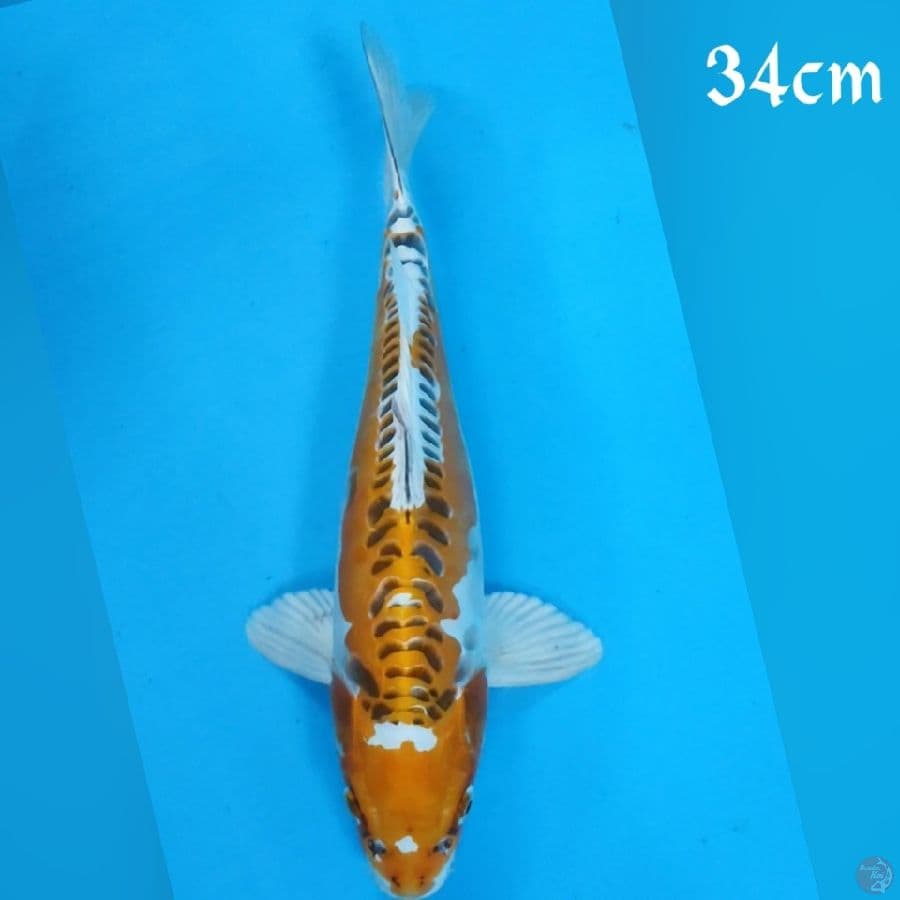 KOJAKU DOID 34CM