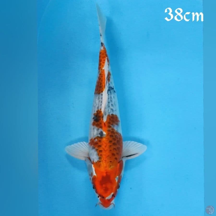 KOJAKU 38CM