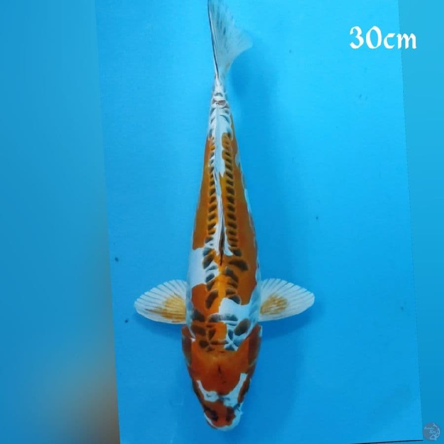 KOJAKU DOID 30CM