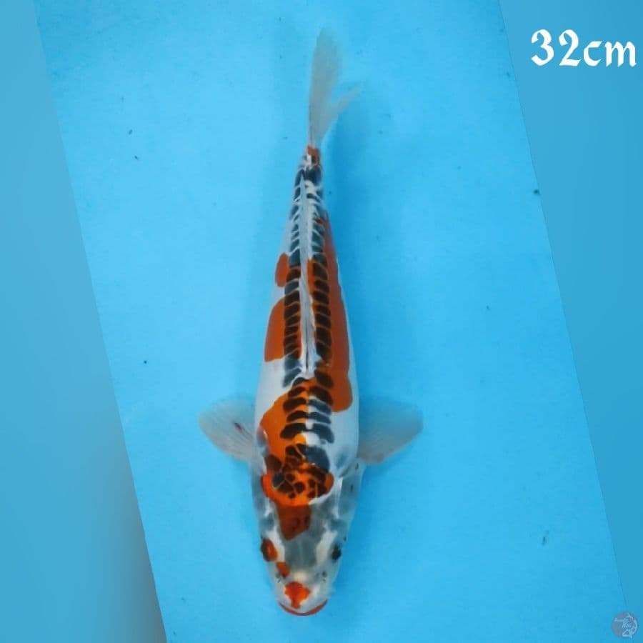 KOJAKU DOID 32CM