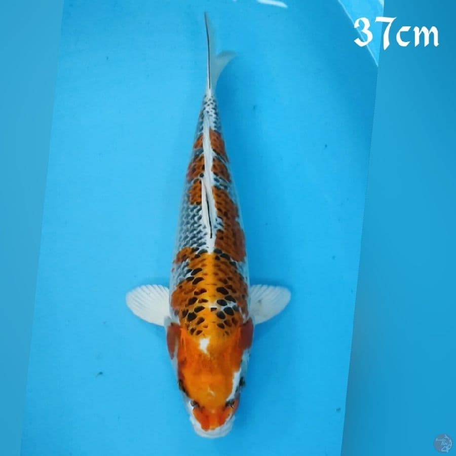 KOJAKU 37CM