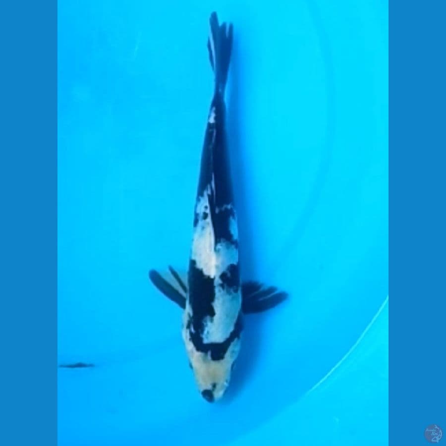 SHIRO 23 Cm