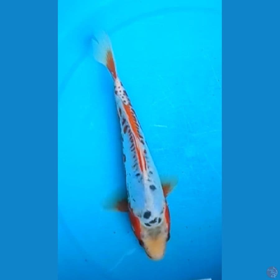 SHUSUI 25 Cm