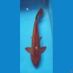 chagoi aragoke 45cm jantan