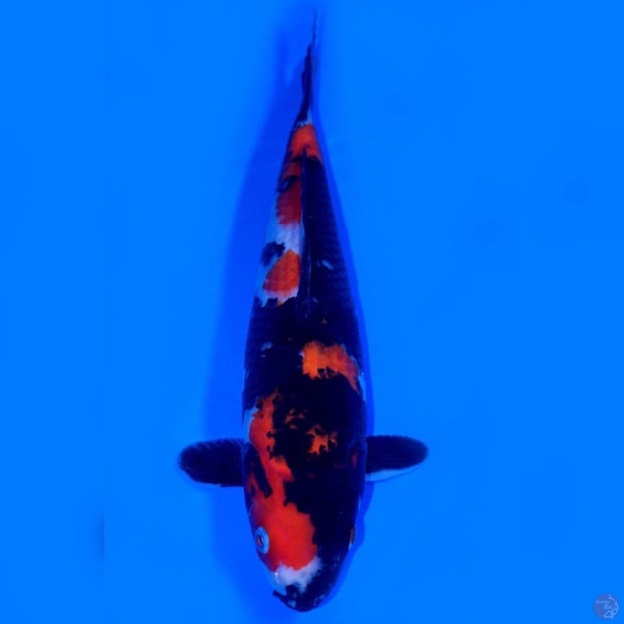 LUX 2 ~ SHOWA SANSHOKU BEST 34CM
