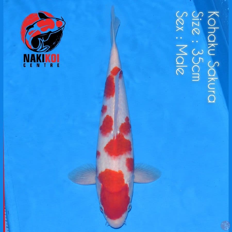 Kohaku Sakura Male