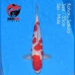 Kohaku Sakura Male