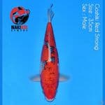 Goshiki Red Strong