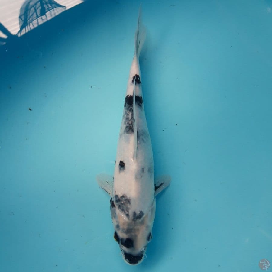Shiro Tategoi 27cm