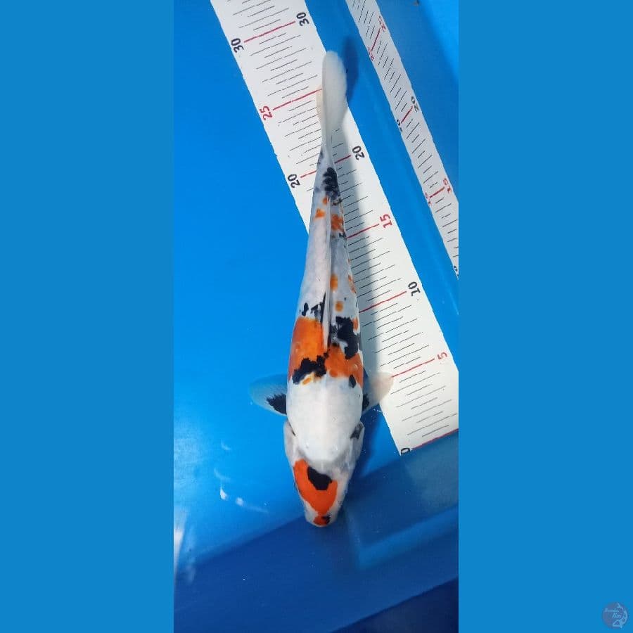 kindai showa doitsu 28cm