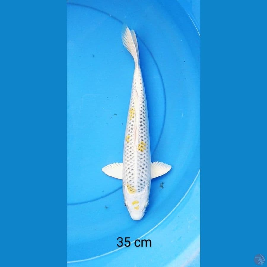kujaku 35 cm