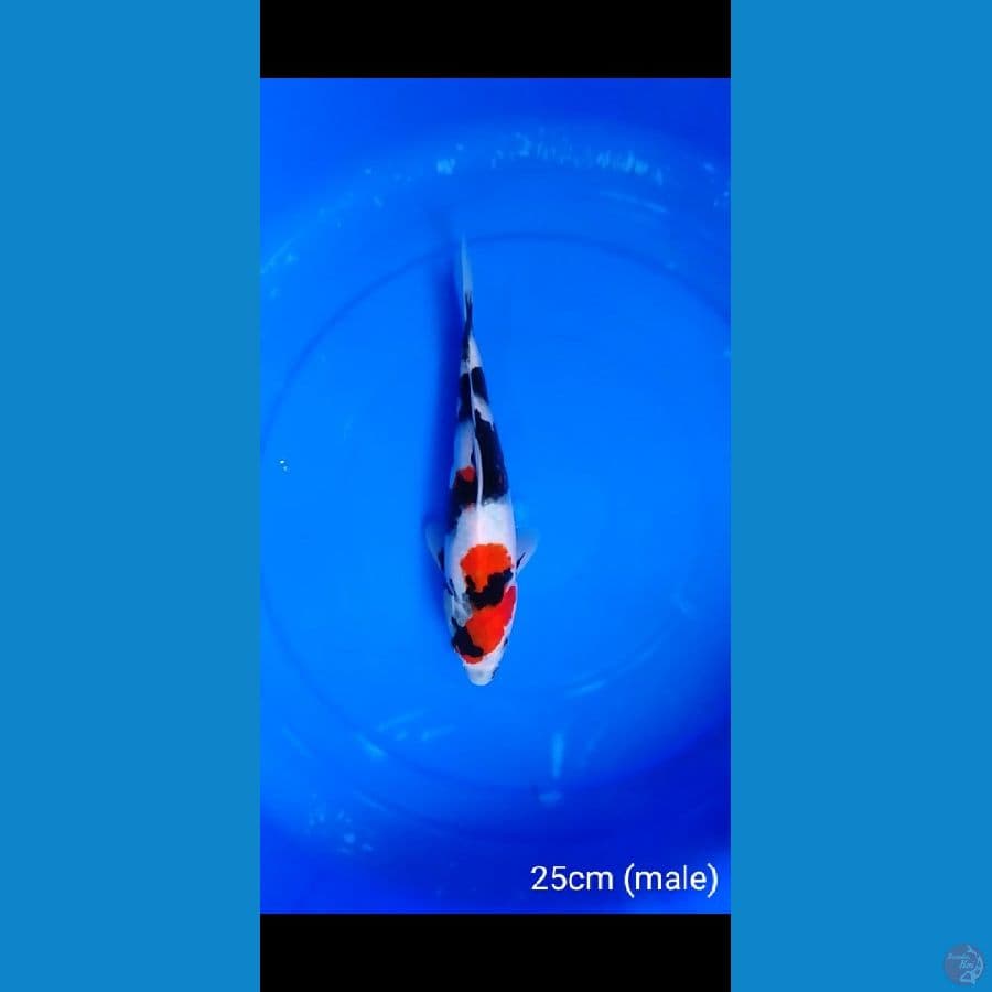 showa 25cm