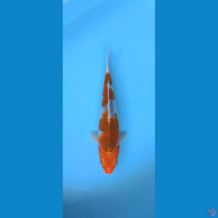 Harmoni - Goshiki muda 31cm