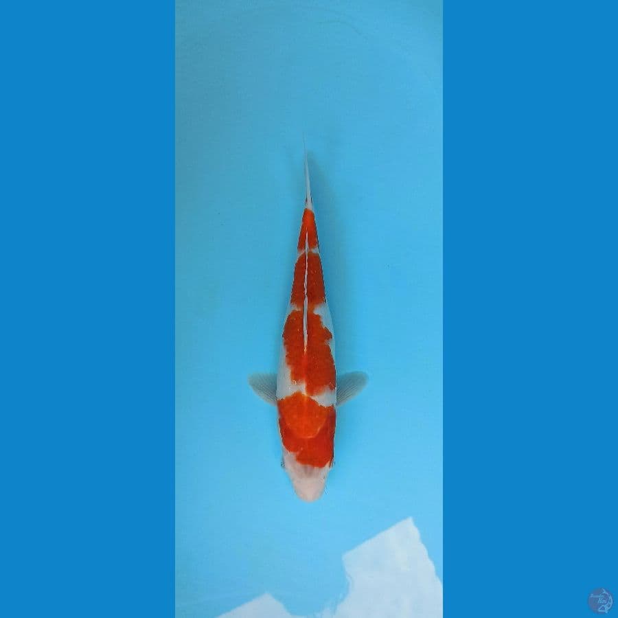 Harmoni - Yondan ai goromo kawaai 35cm