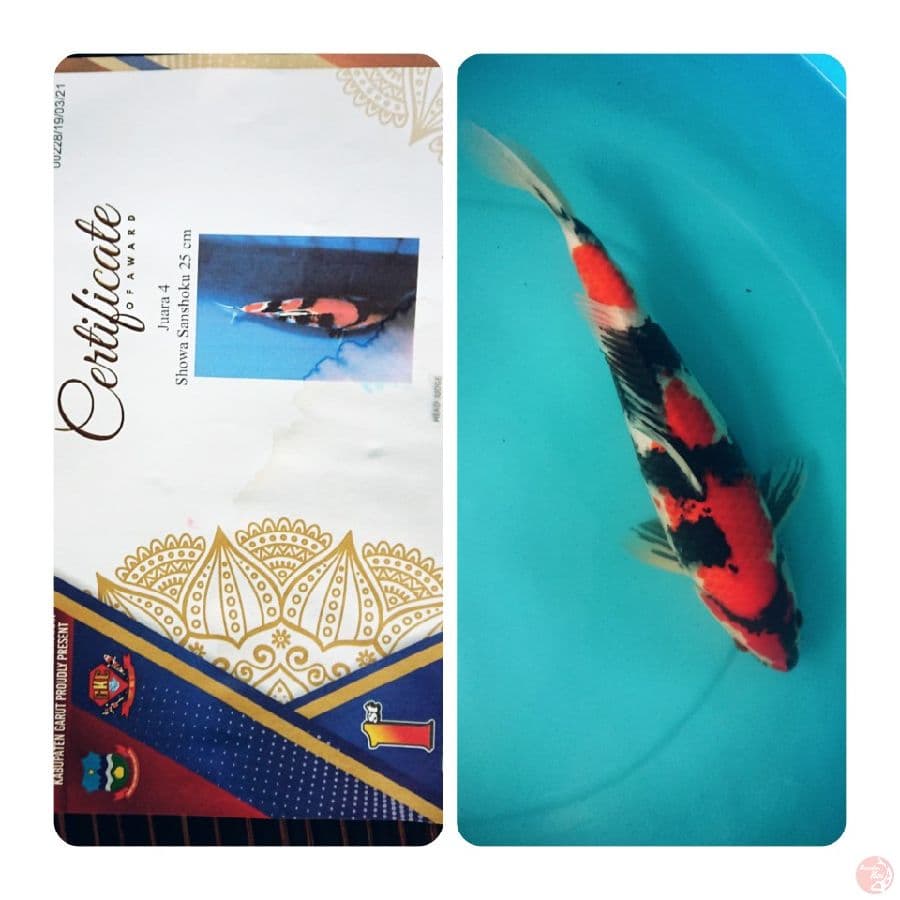 Showa SQ 35cm