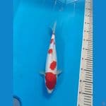 kohaku