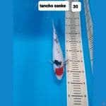 tancho sanke