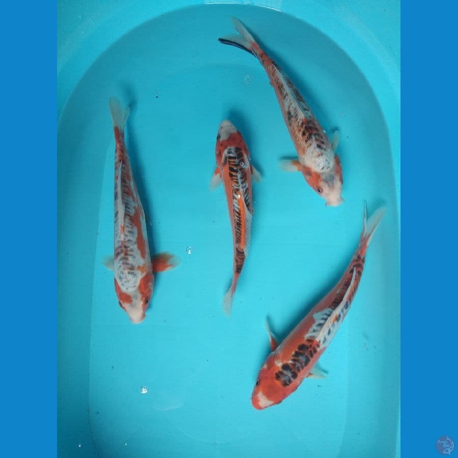 Paket Shusui 4 ekor 27-31cm