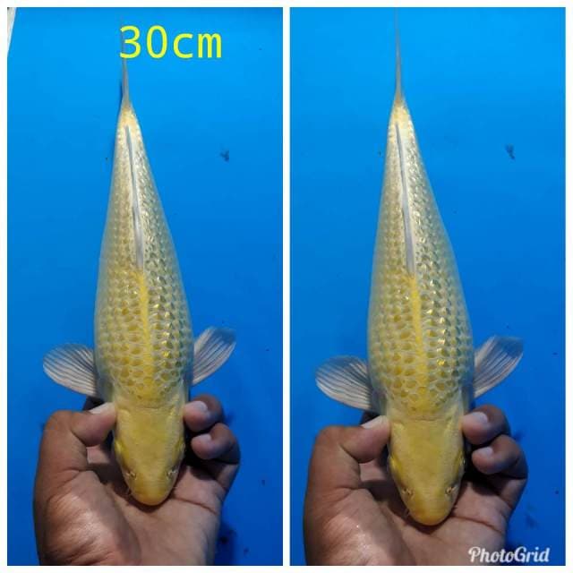 Yamabuki ogon ginrin punuk