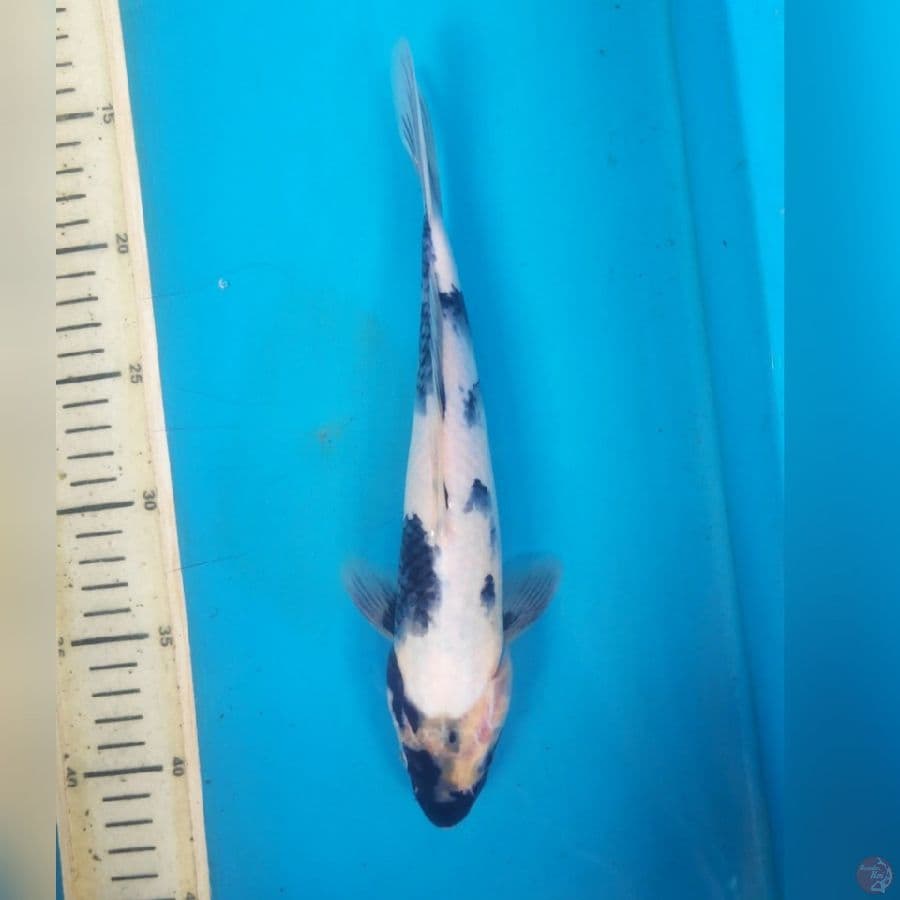 SHIRO 27cm