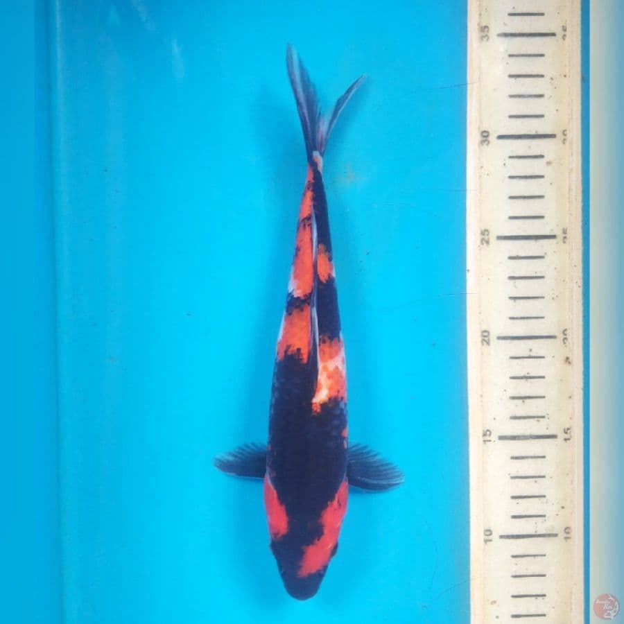 SHOWA 25cm