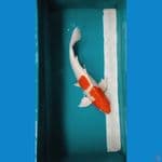 Kohaku