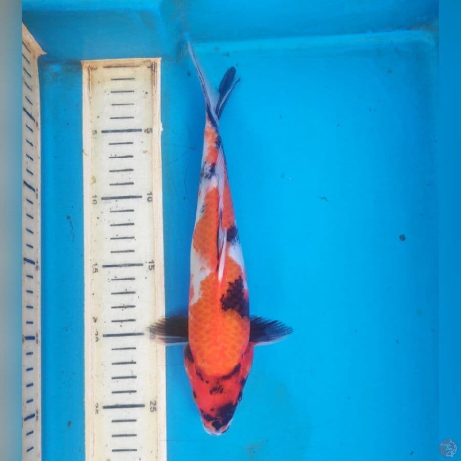 SHOWA 26cm
