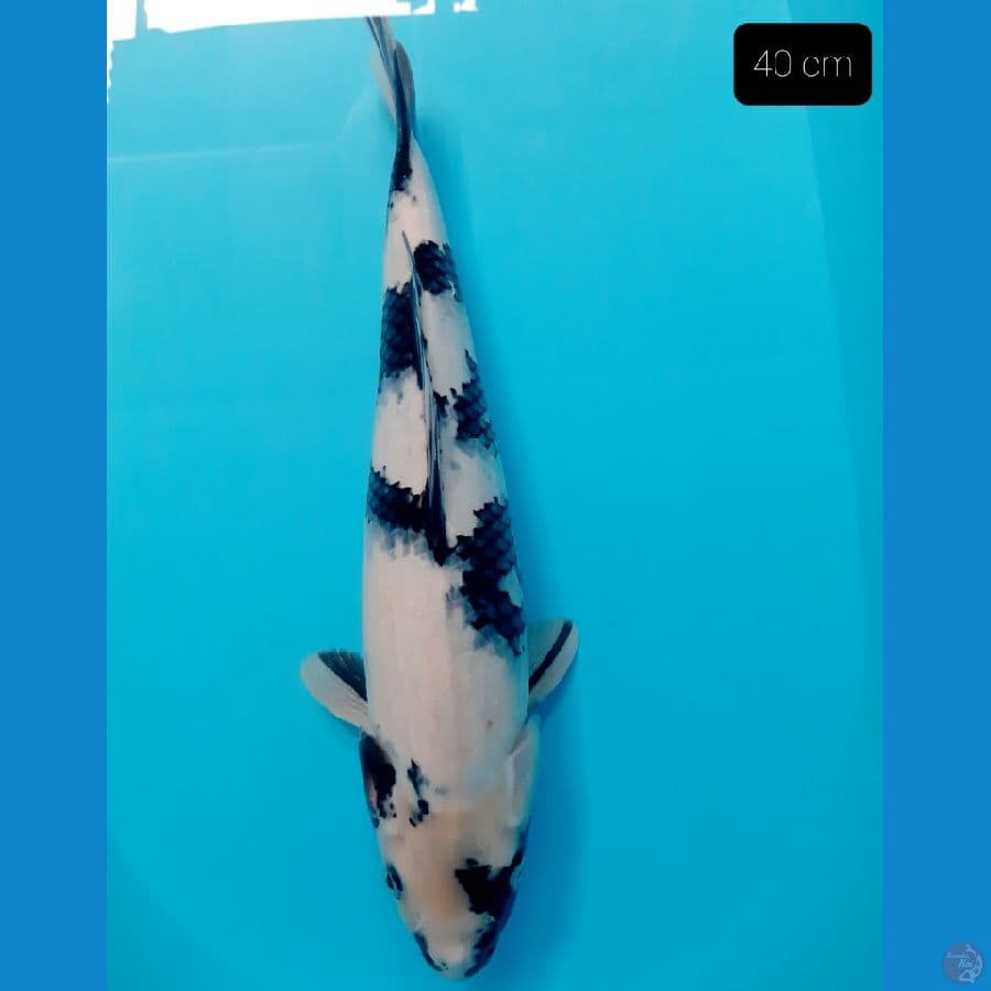calon ibu 40 cm