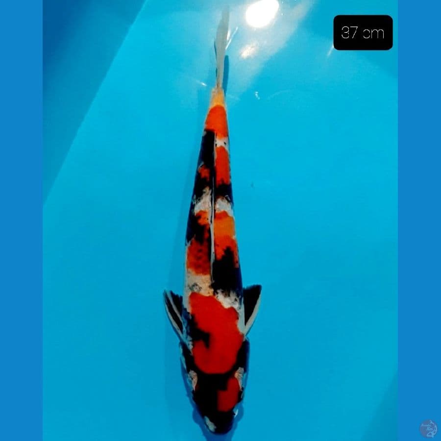 maruten 37