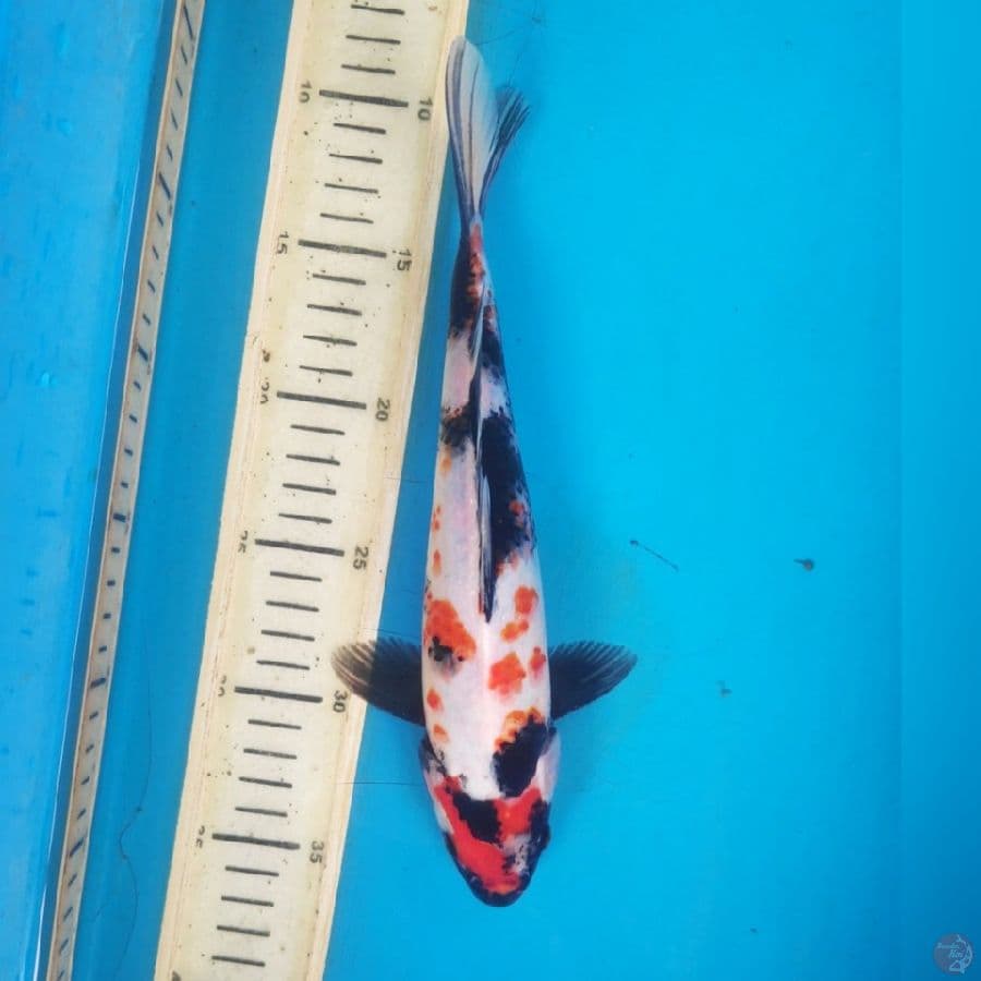 SHOWA 26CM