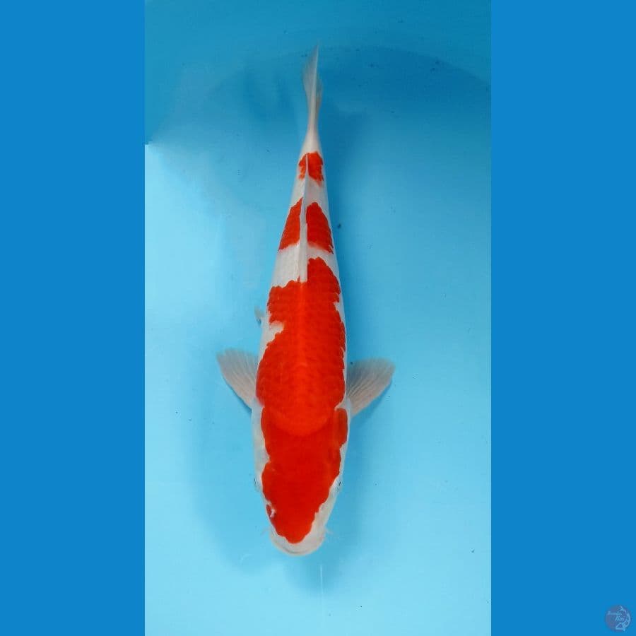 kohaku 36cm