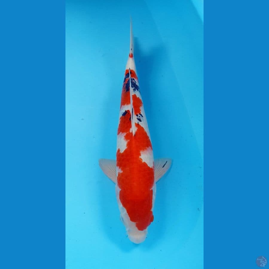 sanke 39cm