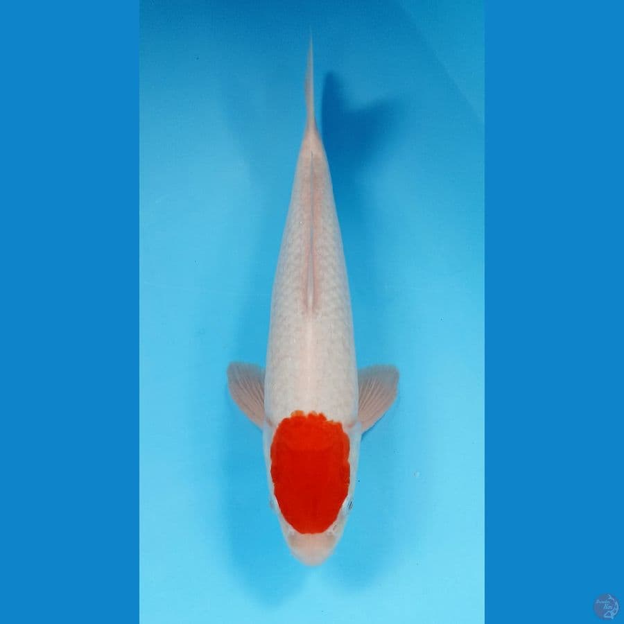 tancho kohaku 35cm
