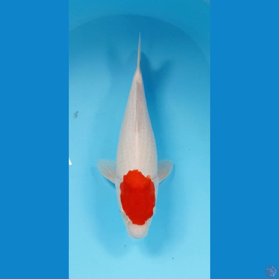 tancho kohaku 37cm