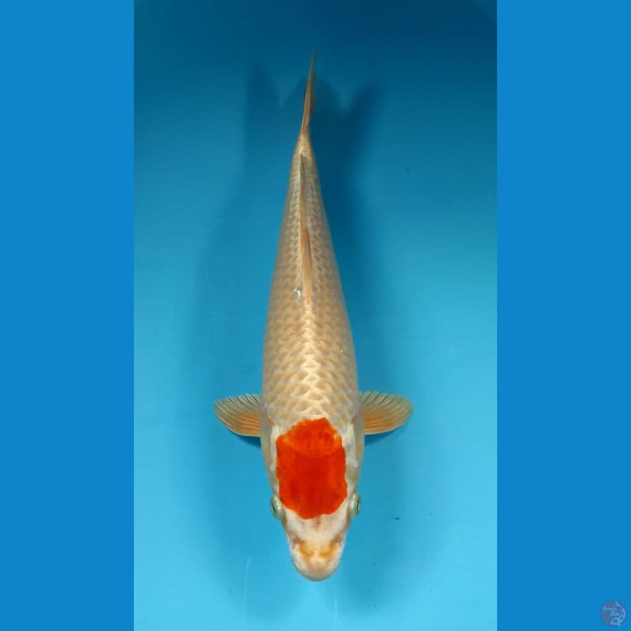 tancho hariwake 33cm
