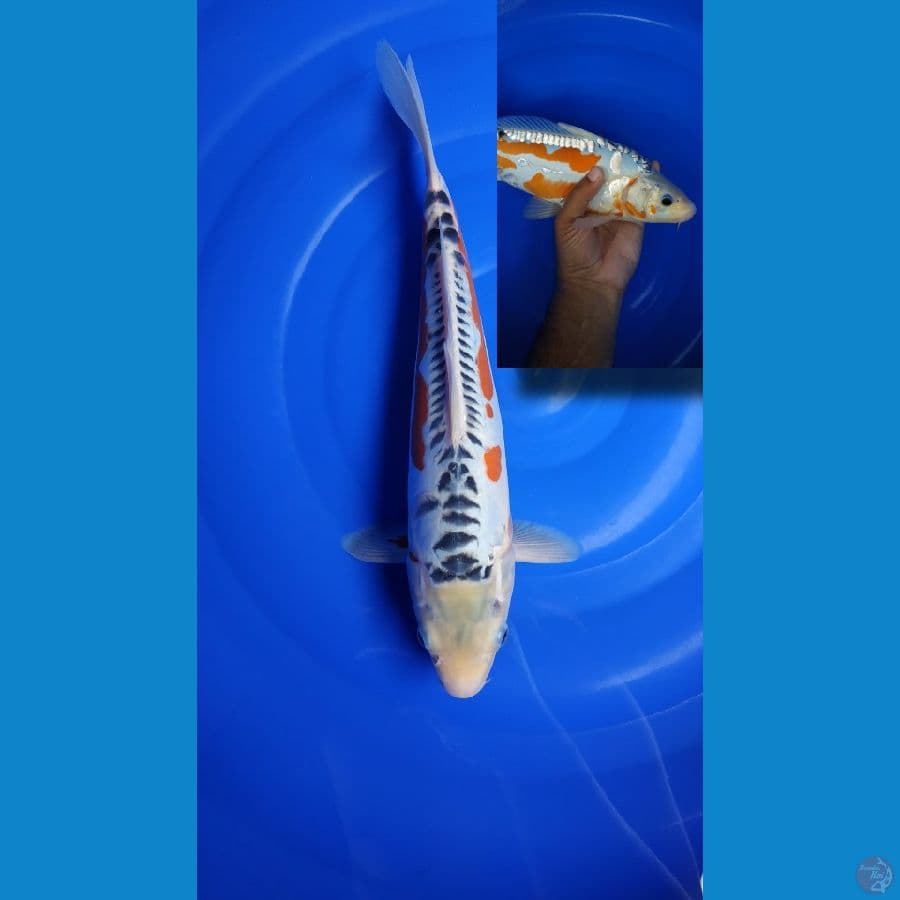 SHUSUI HQ BERPUNUK 35CM JANTAN